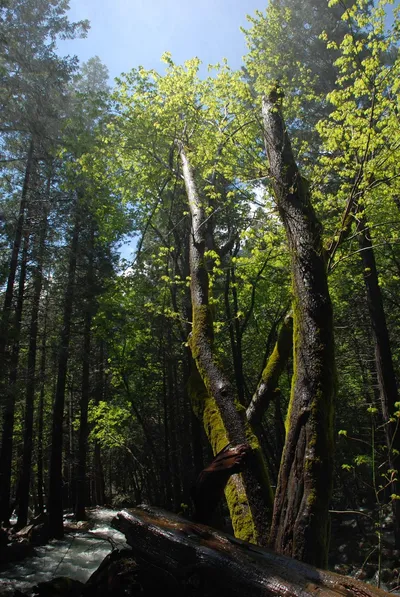 DSC_0081 (Large).JPG